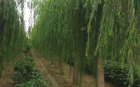 郓城县昊源苗木种植场深耕湿地绿化观赏树培育，打造多元绿化矩阵