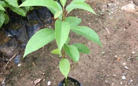 沭阳县扎下镇林秋种子经营部深耕百日草培育，推动花卉种业高质量发展