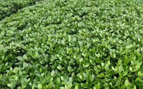 江苏绘竹园林有限公司水生鸢尾上市，全品类园艺产品赋能绿化升级