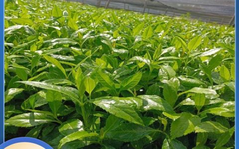 江西神元湖农业科技发展有限公司发布带芽种，赋能中草药种植提质增效