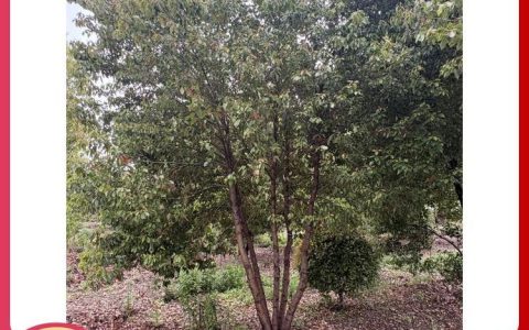 沭阳县东林绿化苗木园艺场榉树热销，多元化苗木矩阵满足市场需求