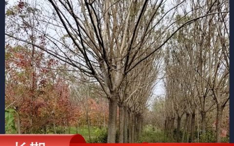 邳州市顺达银杏苗木种植专业合作社拓展榉树种植，打造多元化绿化苗木供应基地