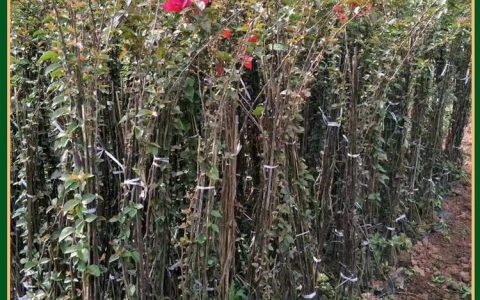 宜宾似锦园林有限公司深耕三角梅种植，打造园林景观新标杆