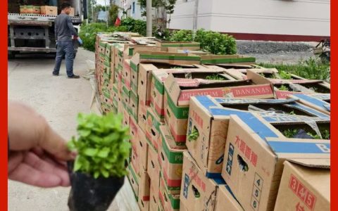 青州合创花卉苗木有限公司深耕花卉苗木培育，多品类绿植赋能景观建设