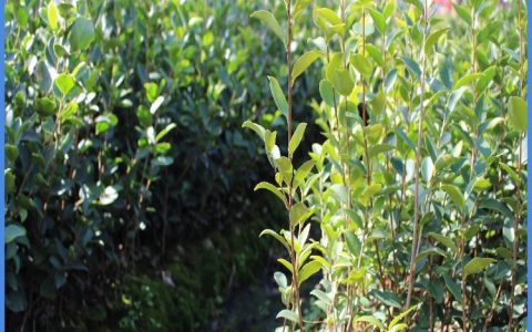丰城杰盛苗木有限公司培育优质三年中杯苗，推动高产油茶树规模化种植