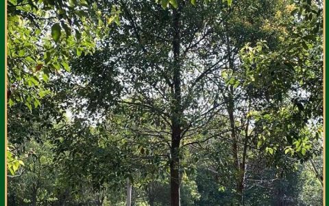 荆门树多多苗木有限公司深耕丛生香樟培育，打造华中绿化新标杆