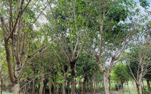 漳州鸿景园林绿化工程有限公司深耕蓝花楹培育，赋能城市生态景观升级
