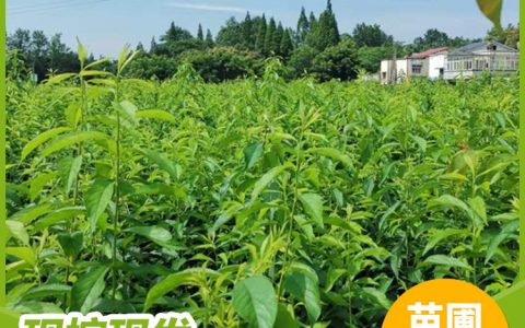 武进区雪堰许氏果业新鲜水果上市，大白凤水蜜桃引领市场新风尚