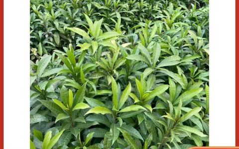 灵山县伯劳镇友来顾果苗场黄精小苗上市，品质优良获市场认可