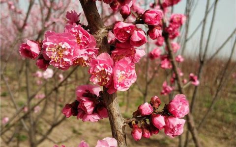 望都县美化缘苗圃场深耕梅花树种植，打造北方优质苗木供应基地