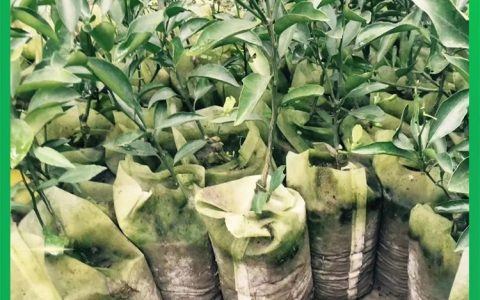 雅安市七彩生态农业发展有限公司推出高品质猕猴桃苗助力产业升级
