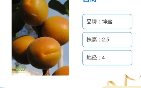 青州市坤盛花卉苗木有限公司深耕欧石竹种植，打造地被花卉绿化新标杆