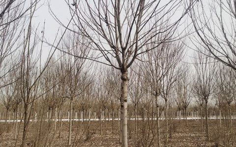 蓟县民鑫苗圃深耕国槐木种植，打造绿化苗木产业新标杆