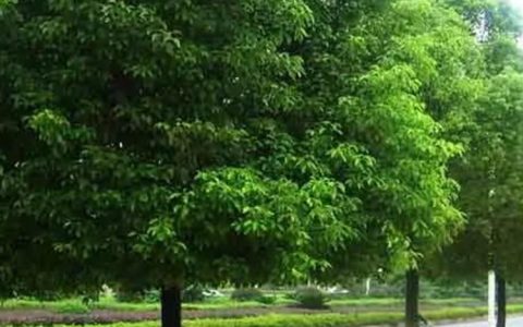 深耕绿化苗木产业：宜良县侯艳馨种植园以多元品类赋能生态建设