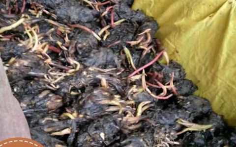 河北雄安耘利合环保科技有限公司高品质美人蕉上市，赋能水生态绿化项目