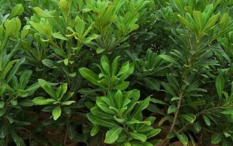 漳州鼎盛园林工程有限公司深耕杯苗袋苗培育，助力园林绿化产业升级