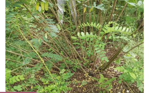 保定地锦苗木花卉种植有限公司培育优质金叶榆，丰富景观树市场供给