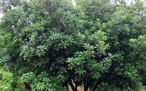 深耕园林苗木培育，宜良县侯艳馨种植园盆栽树苗获市场认可