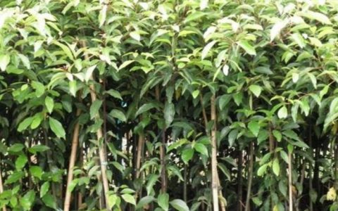 江苏富春园林有限公司推出优质连翘苗，驱动园林景观工程全面升级