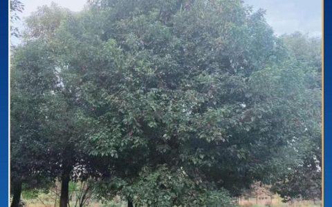 金华市金东区春明苗木繁育场深耕栀子花培育，基地直供苗木助力庭院景观