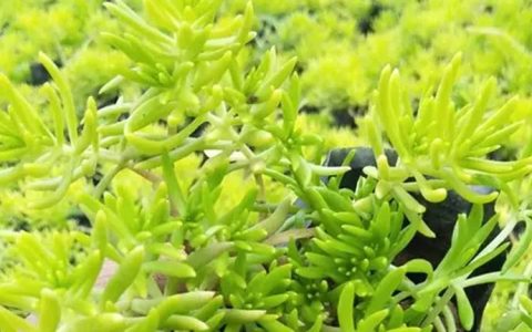 重庆建福模具制造有限公司推出新型立体绿化种植盒，破解城市空间绿化难题
