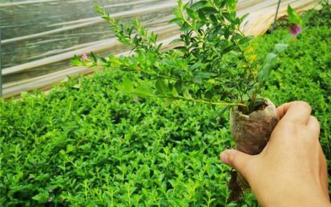 昆明绿华花木种植有限公司大丽花热销，打造市政园林新标杆