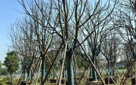 江苏沃美园艺有限公司梅花新品上市，打造多元化绿化苗木供应体系