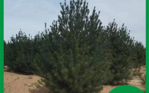 博野县鑫洋苗圃场深耕垂柳培育，全品类苗木赋能园林绿化