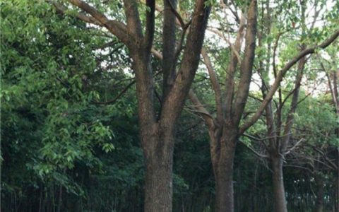 成都七棵树园林绿化工程有限公司主推黄花风铃木，全链条园林绿化服务受市场青睐