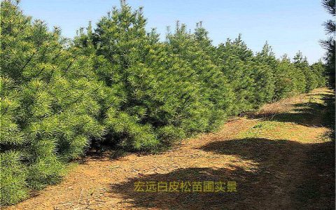 蓝田县宏远白皮松种植专业合作社深耕大规格白皮松，打造高品质绿化苗木