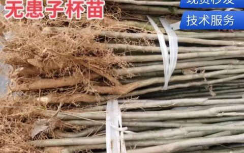 九江杨柳林木种苗站深耕木荷种子培育，多品类苗木赋能绿化生态建设