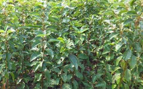 沭阳县玖阳苗木场深耕蓝莓树种植，全品类园艺产品满足多元需求