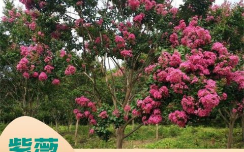 温江玉嵩园艺场杜鹃球获市场认可，以高品质园艺花木推动绿化升级