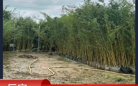 宿迁君翊丰园林绿化有限公司深化麦冬草产业布局，全品类苗木赋能生态工程