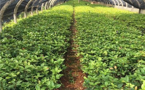 昆明绿华花木种植有限公司推出绿化黄金，打造市政园林新标杆