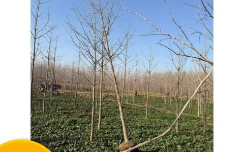 郯城县明轩苗木种植农民专业合作社推出优质元宝枫，助力绿化产业升级