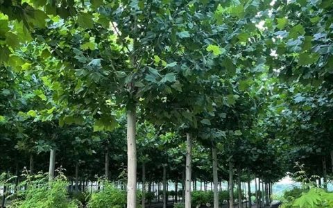 泰安璟泰建材销售有限公司深耕源头种植，大岛樱点亮城市风景树