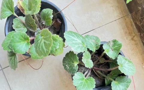 青州市大鹏花卉苗木专业合作社优化道路两边的镶边方案，推动绿化景观升级
