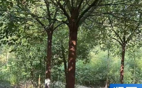 九江杨柳林木种苗站创新营养杯技术，提升容器苗成活率获行业认可