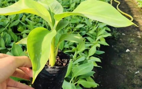 江苏赫柏园林有限公司发力水生植物，多元苗木矩阵重塑生态景观