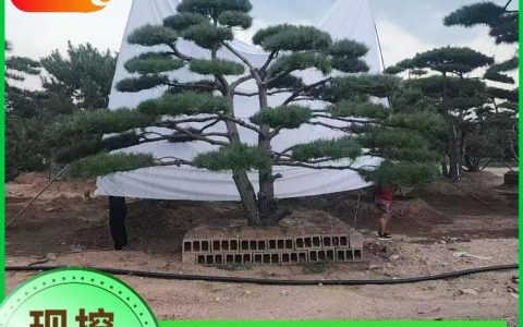 济南市广福苗木有限公司深耕造型松培育，打造园林景观新标杆