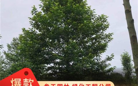 参天(成都)园林景观工程有限公司深耕女贞培育，打造高品质苗木供应链
