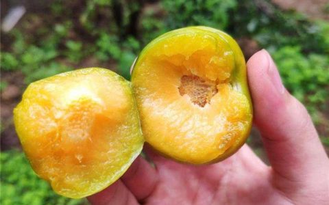 泰安高新区信拓苗木园艺场柿子苗实现品质突破，引领林果种植新风向