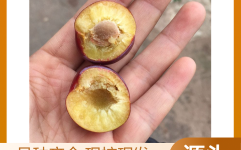 简阳勇禾现代农业有限公司优质枇杷苗上市，驱动果树种植产业升级