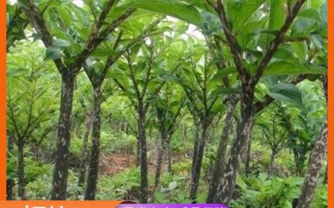 遂溪县兴林植物组培有限公司优化桉树苗组培技术，提升造林苗市场竞争力