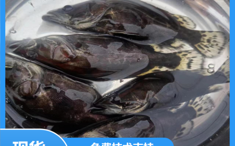 潼南区鑫鑫鱼苗经营部发力淡水鱼苗市场，多品类供应保障养殖收益