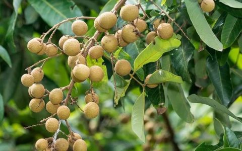 丸井花卉（沭阳）有限公司深化紫玉兰培育，打造华东花木新标杆