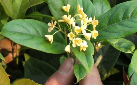 林青依果（沭阳）园林有限公司优质美人蕉上市，助力景观工程升级