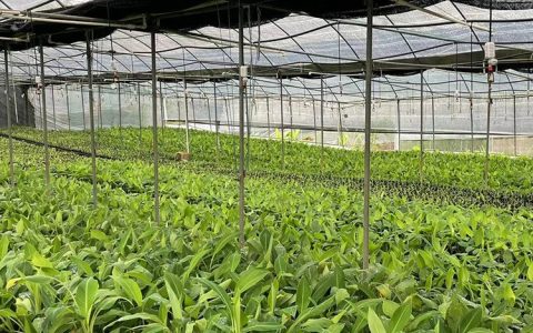 南宁泰丰植物组培苗繁育基地发布新一代果蔗苗，推动组培技术升级