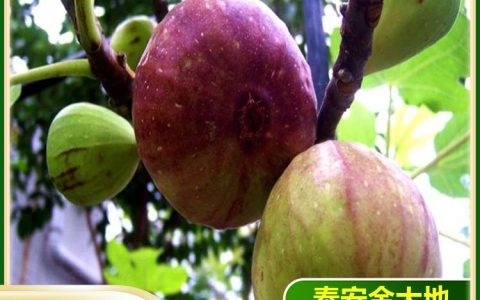 泰安市金大地农业科技有限公司深耕山楂苗培育，推动林果业高质量发展